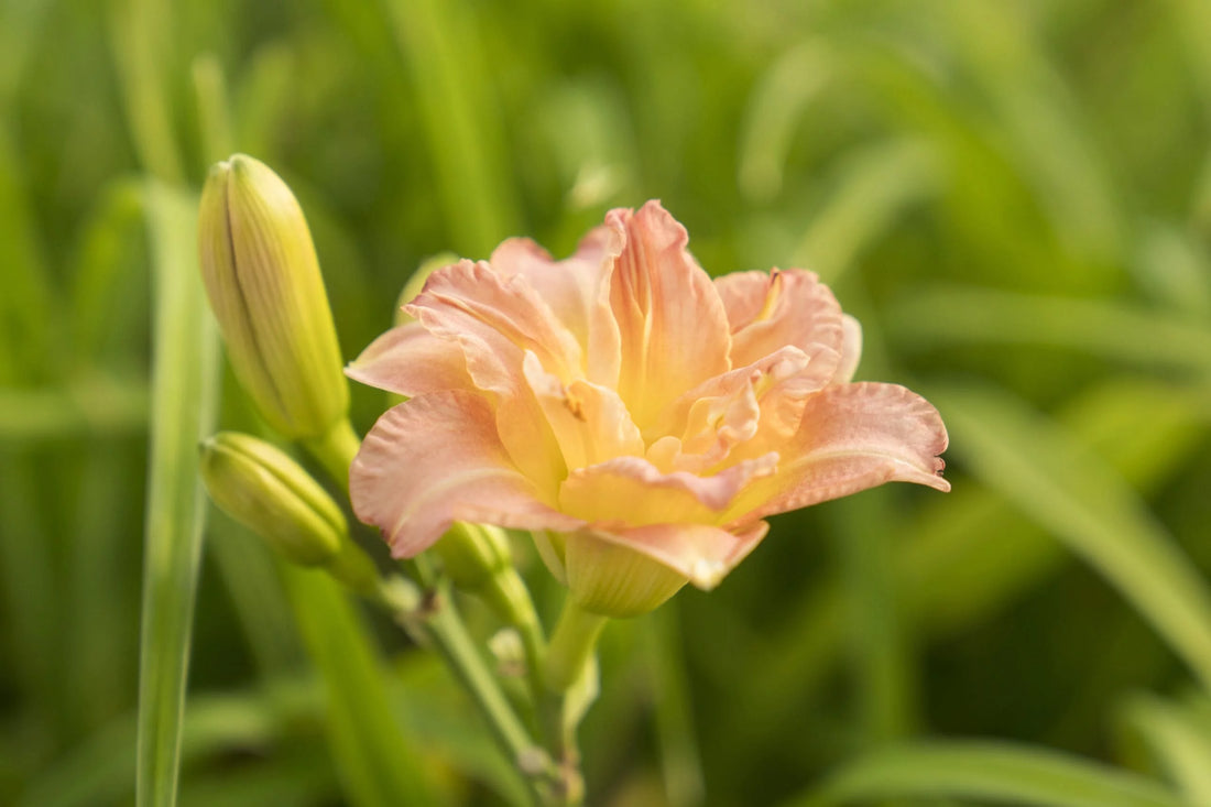 Tips On Dividing Daylilies