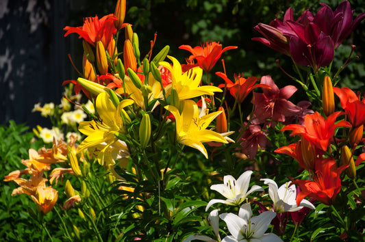 Lily Bulbs Planting Instructions