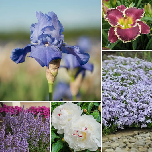 Painting With Plants By P. Allen Smith