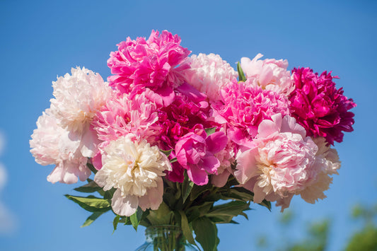 Bareroot Peony Planting Instructions