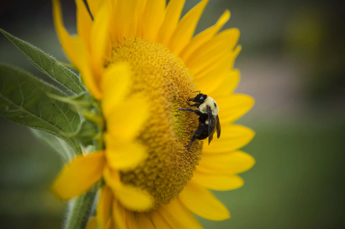 Caring For Pollinators By P. Allen Smith