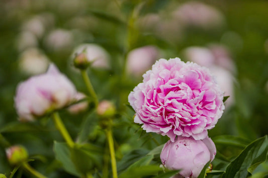 Top 7 Peony Tips By P. Allen Smith