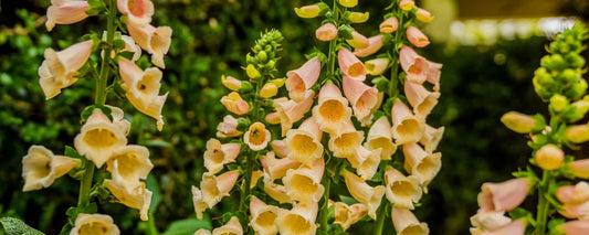 Captivated By The Magic Of Foxgloves By P. Allen Smith