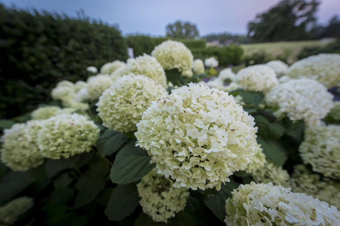 A Hydrangea For Every Garden By P. Allen Smith