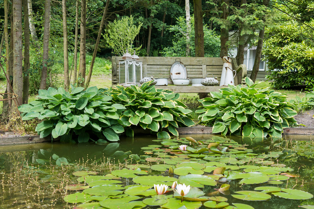 Shade-Loving Plants: Hostas & Ferns