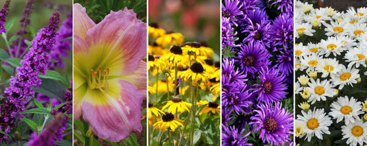 A Pollinator Gardening Idea By P. Allen Smith