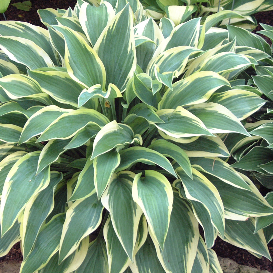 Hosta