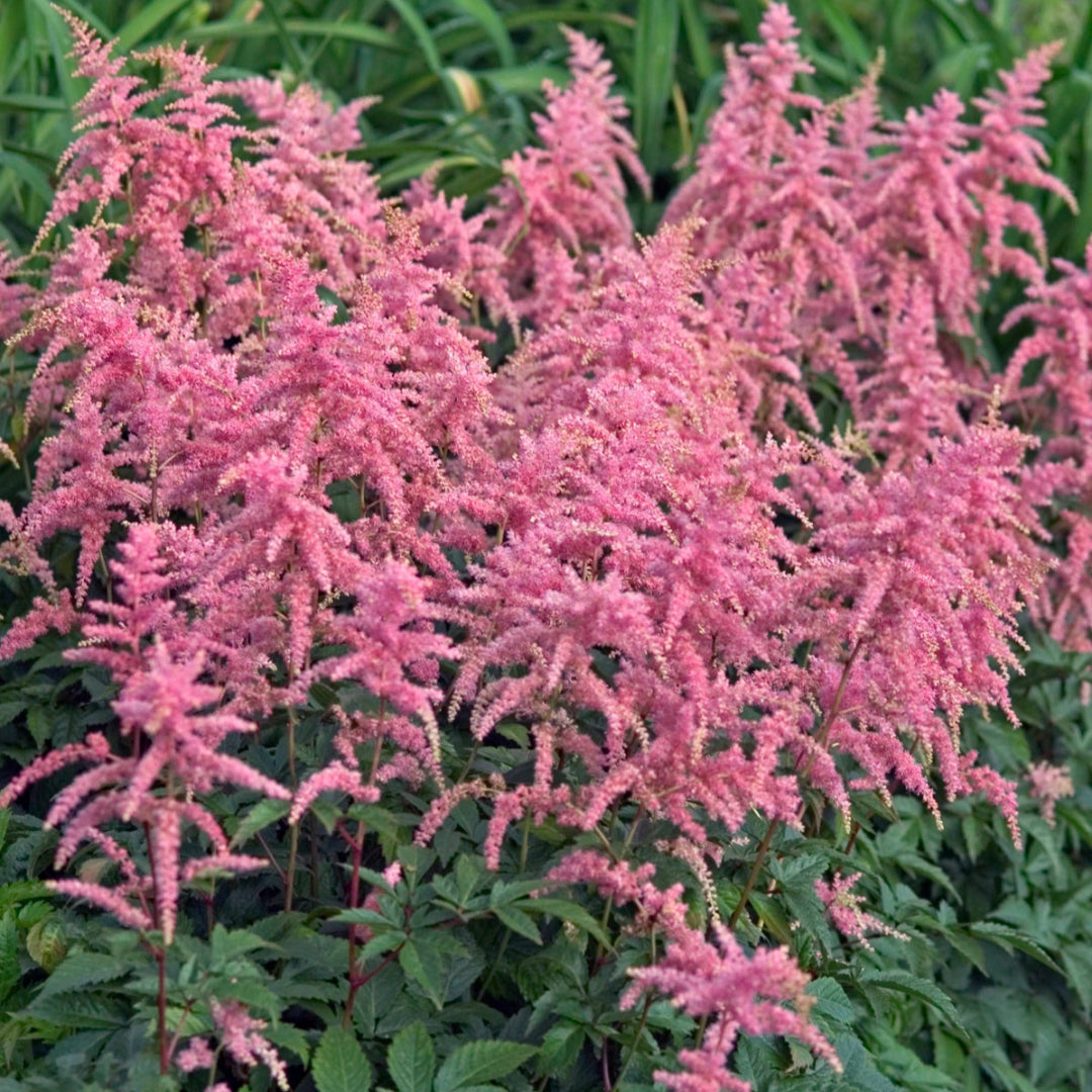 Zone 9 Plants | Perennials & Houseplants | Wild & Son – Page 6