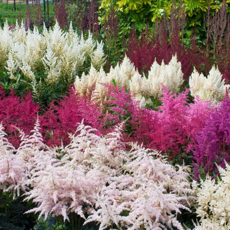 Astilbe