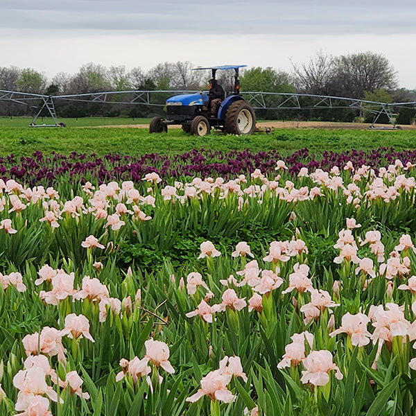 All Available Plants