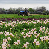 All Available Plants | Shop Perennials & Houseplants | Wild & Son