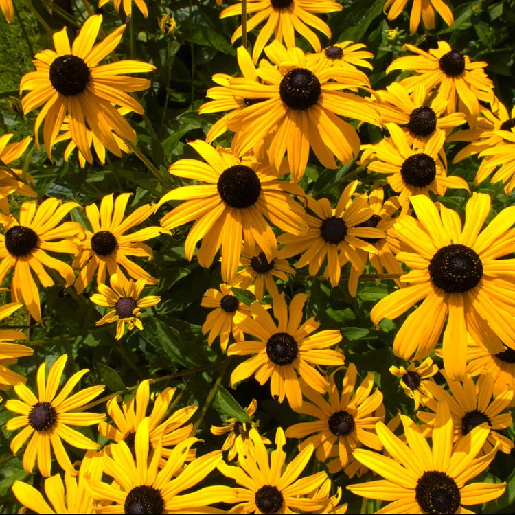 Black Eyed Susan's