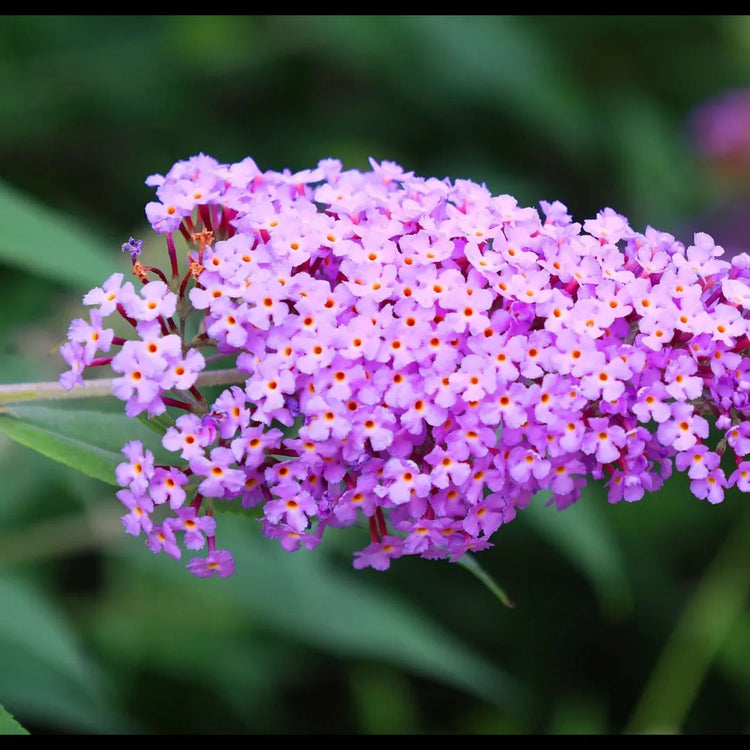 Butterfly Bush