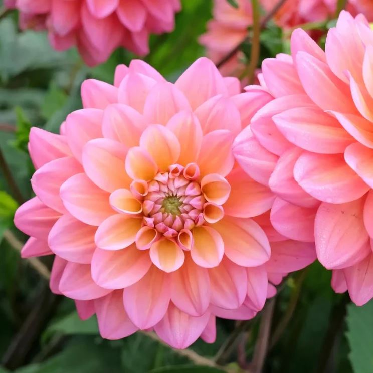 Dahlia