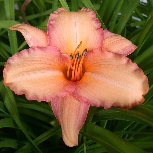 Wild & Son® Daylilies