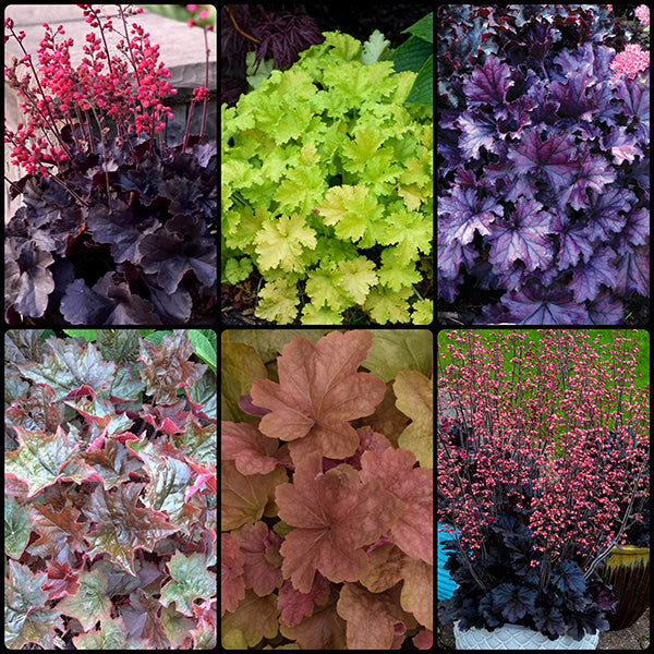 Heuchera