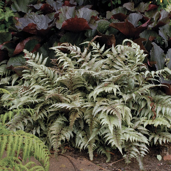 Ferns
