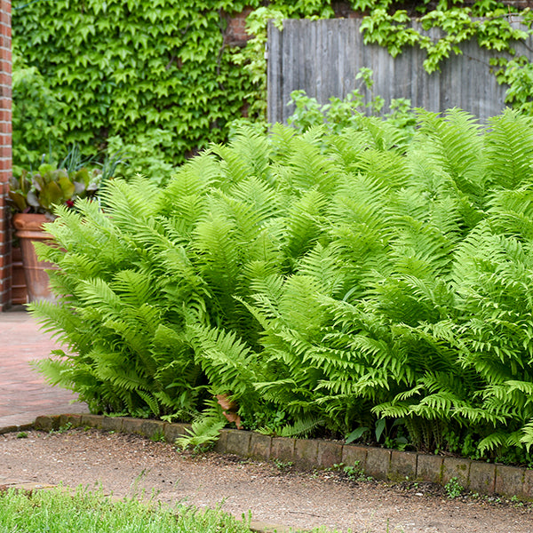 Shade Perennials