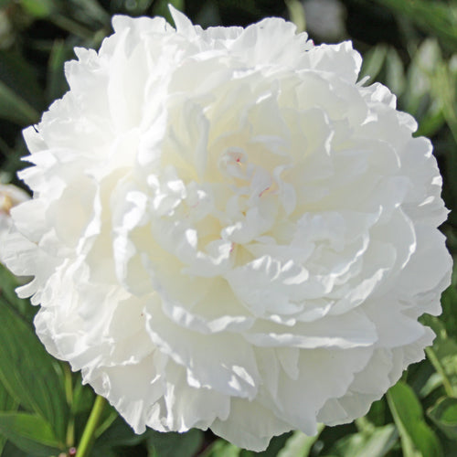 Heritage Collection - Peonies