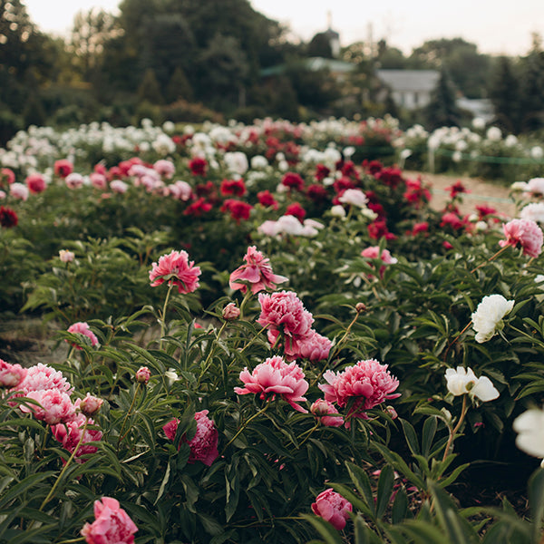 BOGO Deals - Buy Two, Pay for Only One!