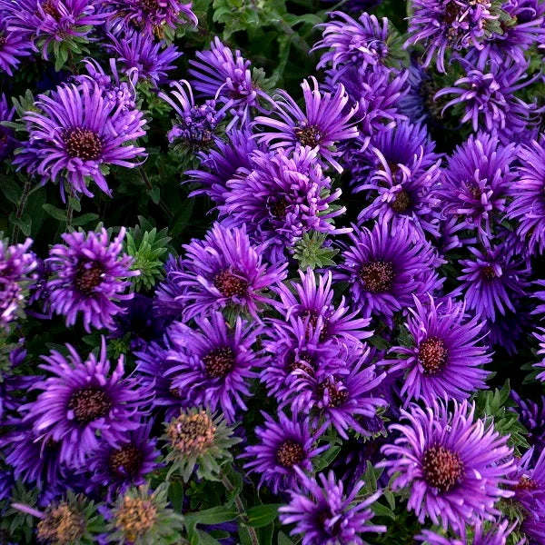 Aster