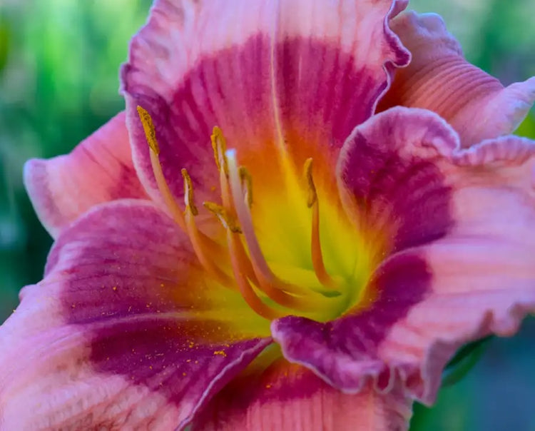 Daylilies