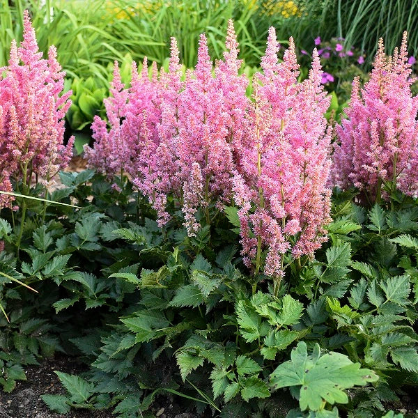 Little Vision in Pink Astilbe