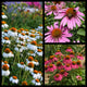 Fall Beginner's Coneflower Collection