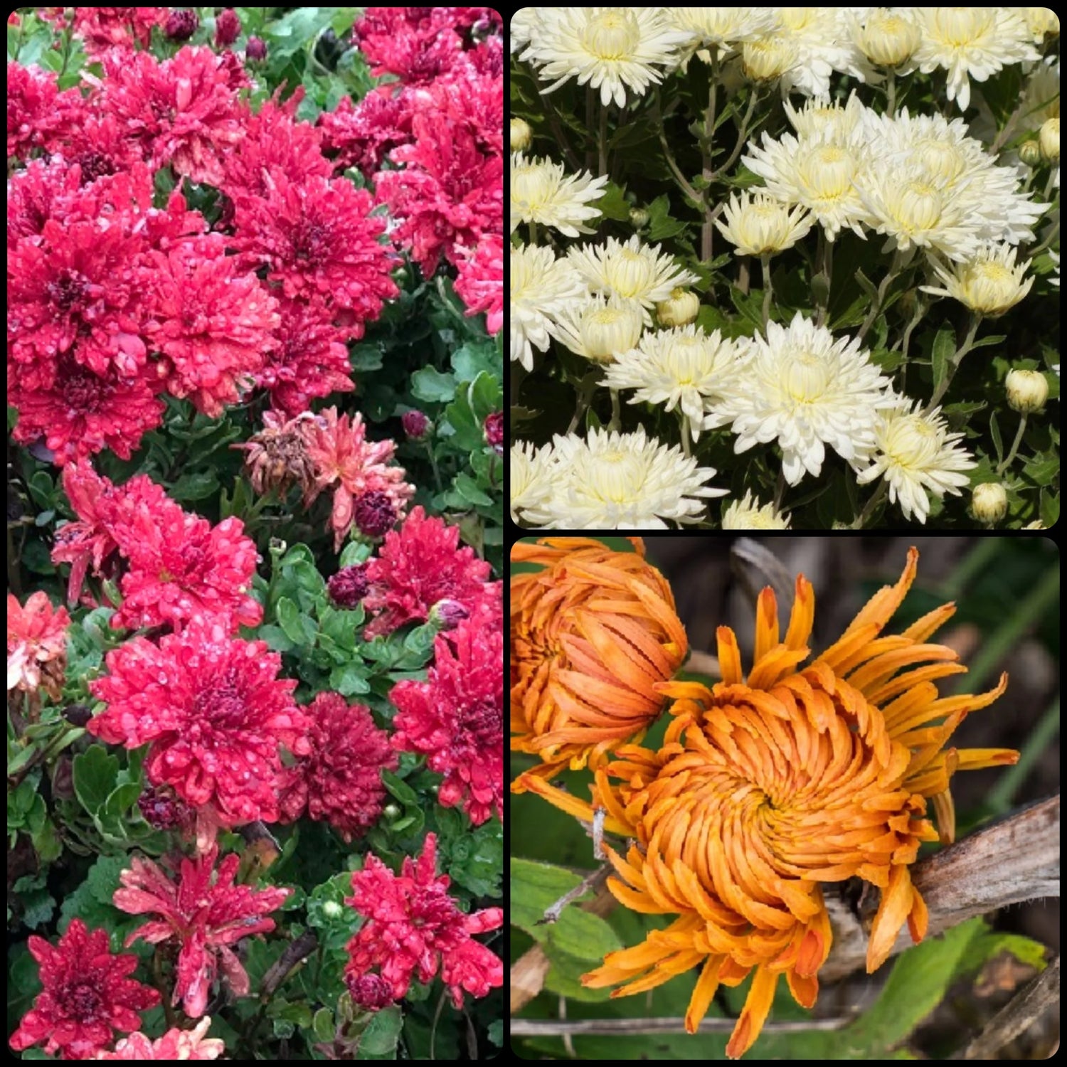 Fall Chrysanthemum Collection