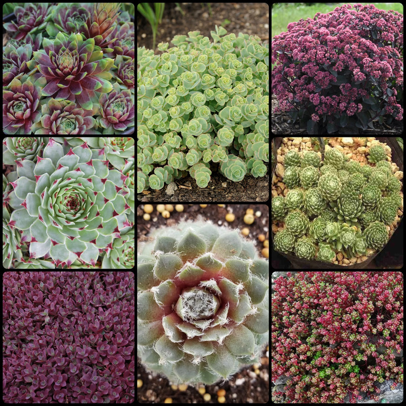 Fall Get Them All Succulent Collection