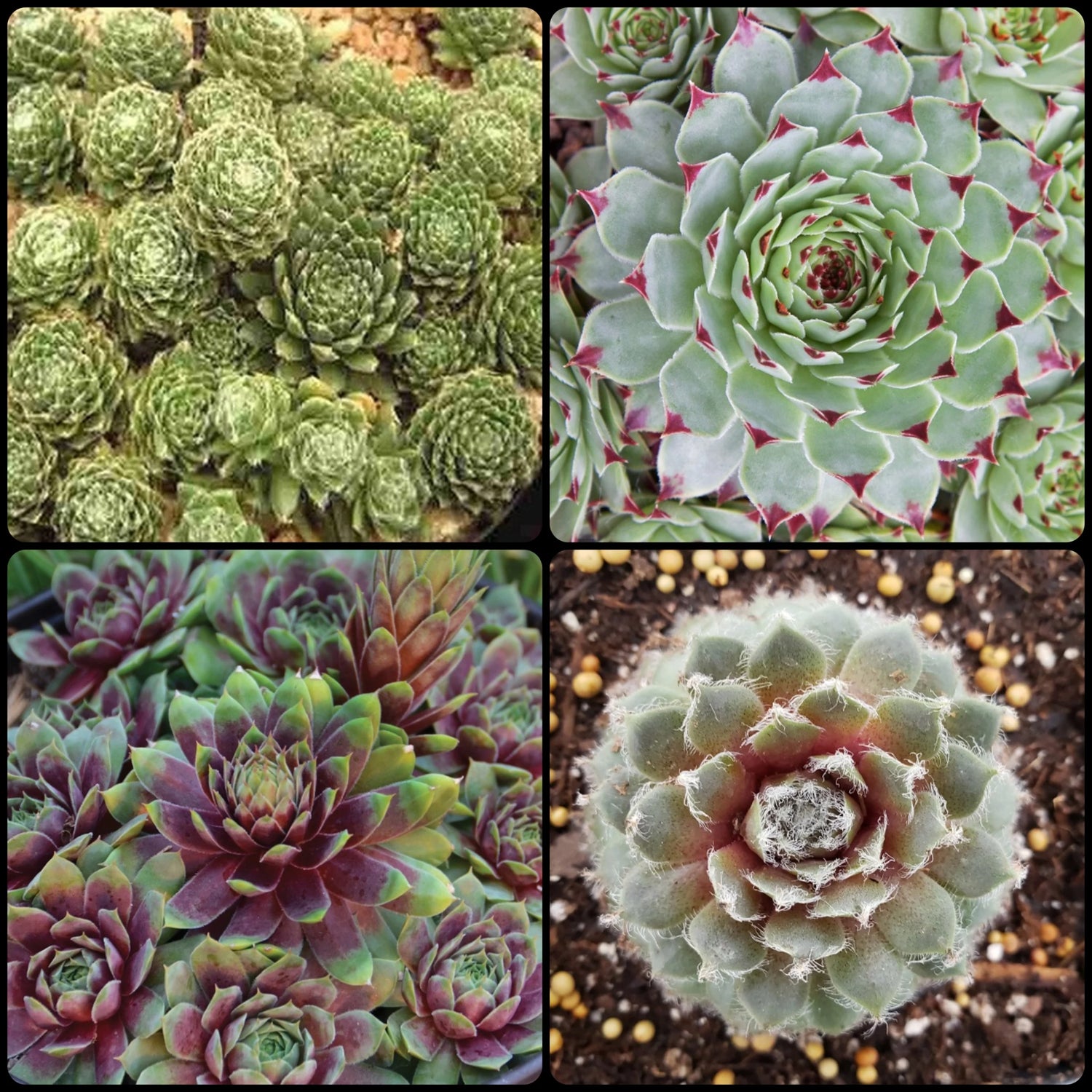 Fall Hen and Chicks Collection