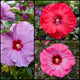 Fall Hibiscus Lover's Collection