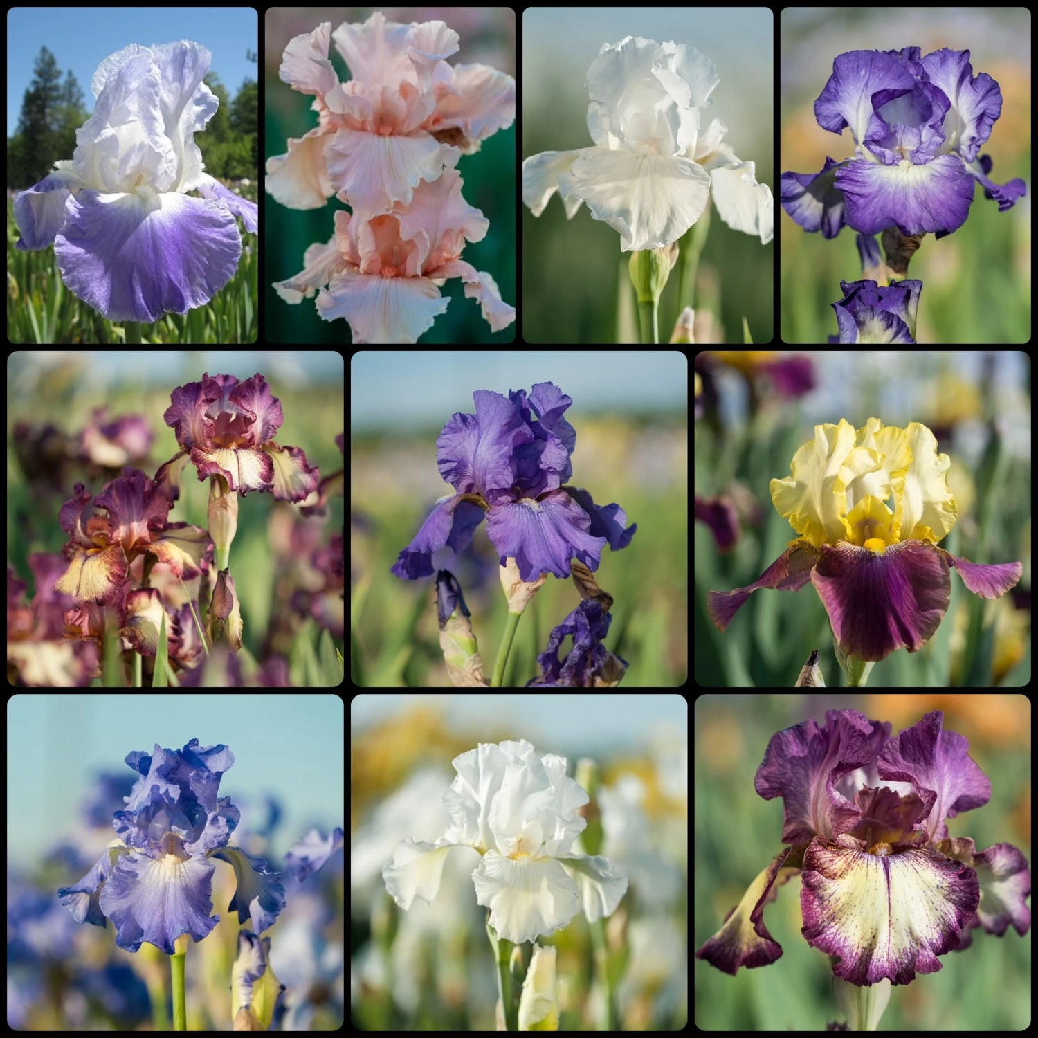 Fall Top 10 Iris Collection