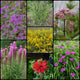 Fall Native Perennial Collection