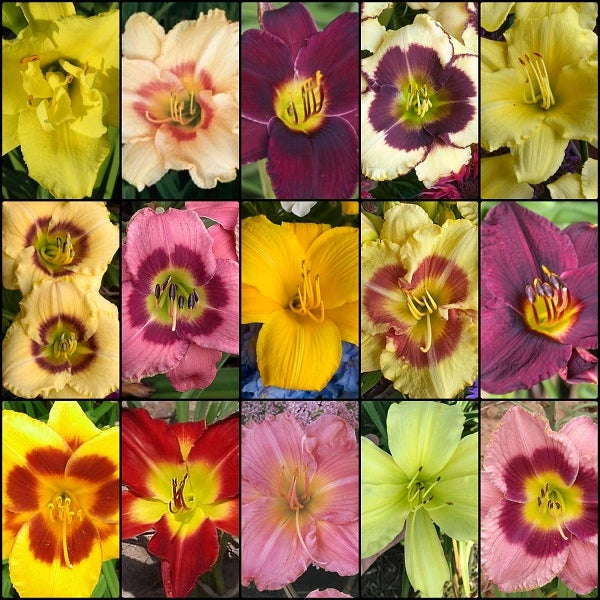 Spring Daylily $4.50 Sale Collection