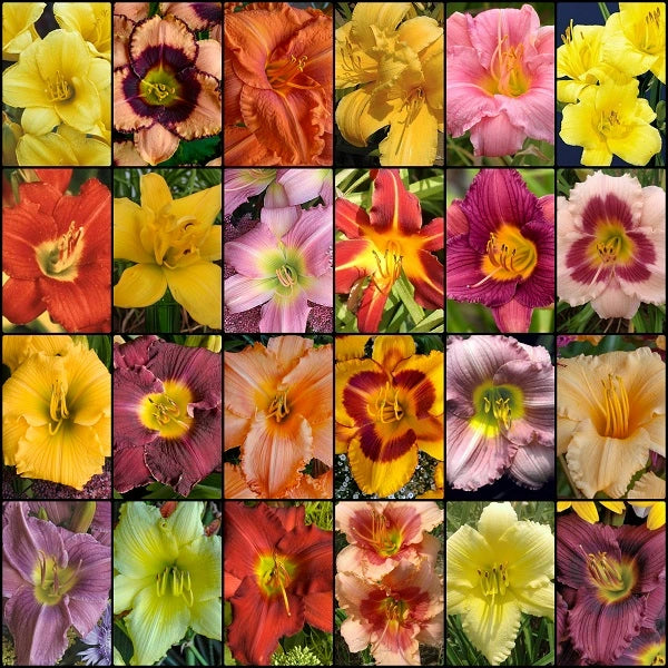 Spring Free Daylily Collection