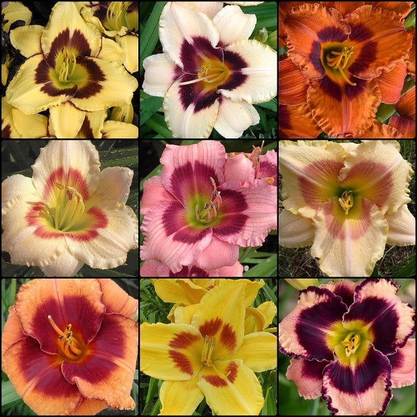 Spring Easy on the "EYES" Daylily Collection