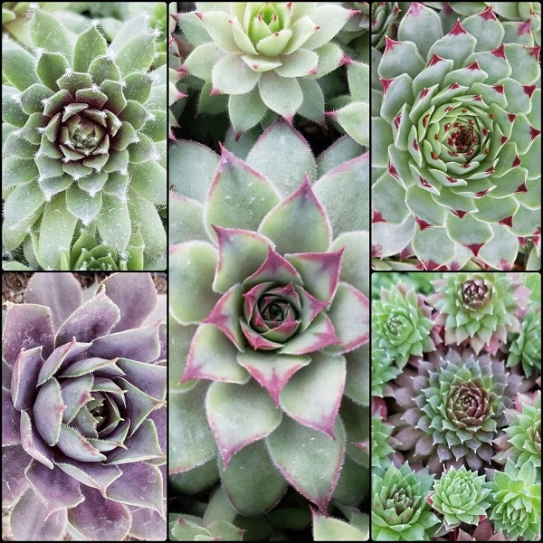 Spring Hen & Chicks Collection