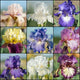 Spring Best Selling Reblooming Iris Collection