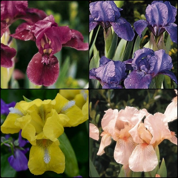 Spring Dwarf Iris Collection