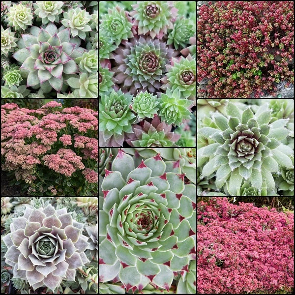 Get Them All Succulents Collection