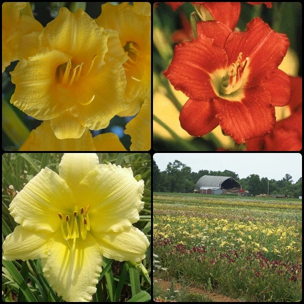 Starter Daylily Collection