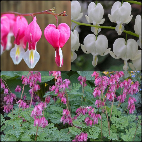 Spring Bleeding Heart Collection