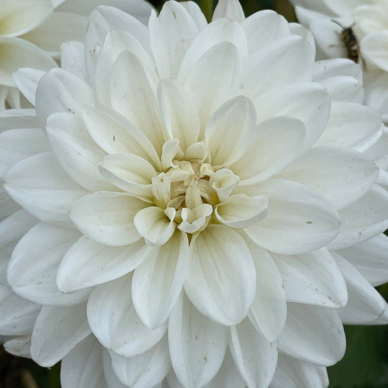 Eternal Snow Dahlia