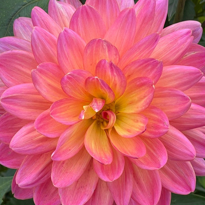 Ken's Rarity Dahlia