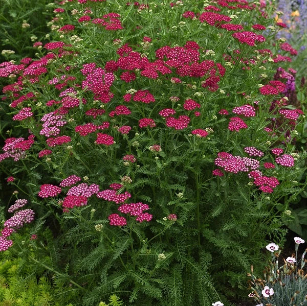 Cerise Queen Yarrow