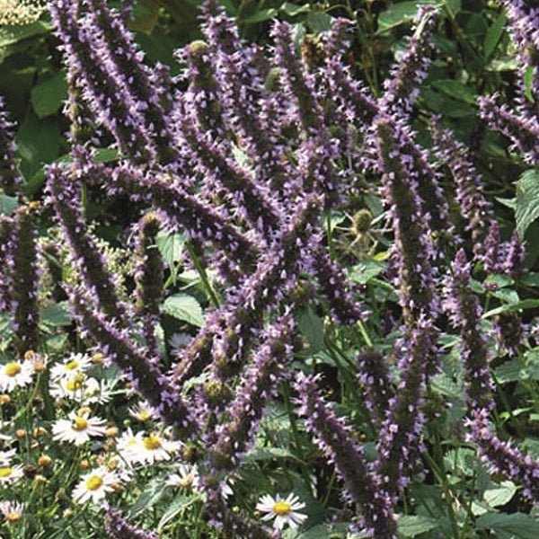 Black Adder Hyssop