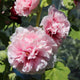 Chater's Pink Double Hollyhock