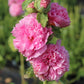 Chater's Pink Double Hollyhock