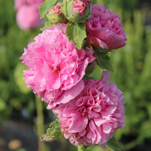 Chater's Pink Double Hollyhock